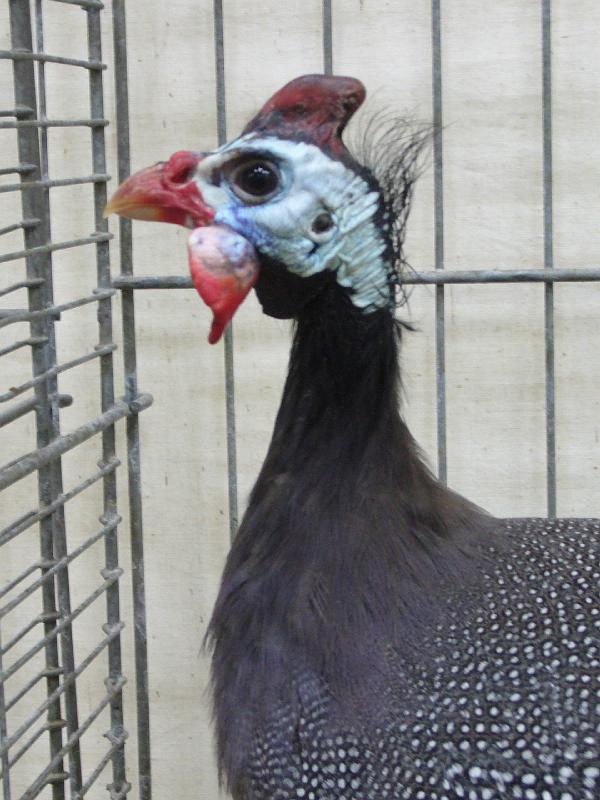 Hannover 2008 139.jpg - Perlhühner blau mit perlung wildfarbig von  Doreen Daigoard Preis HV 96 BB